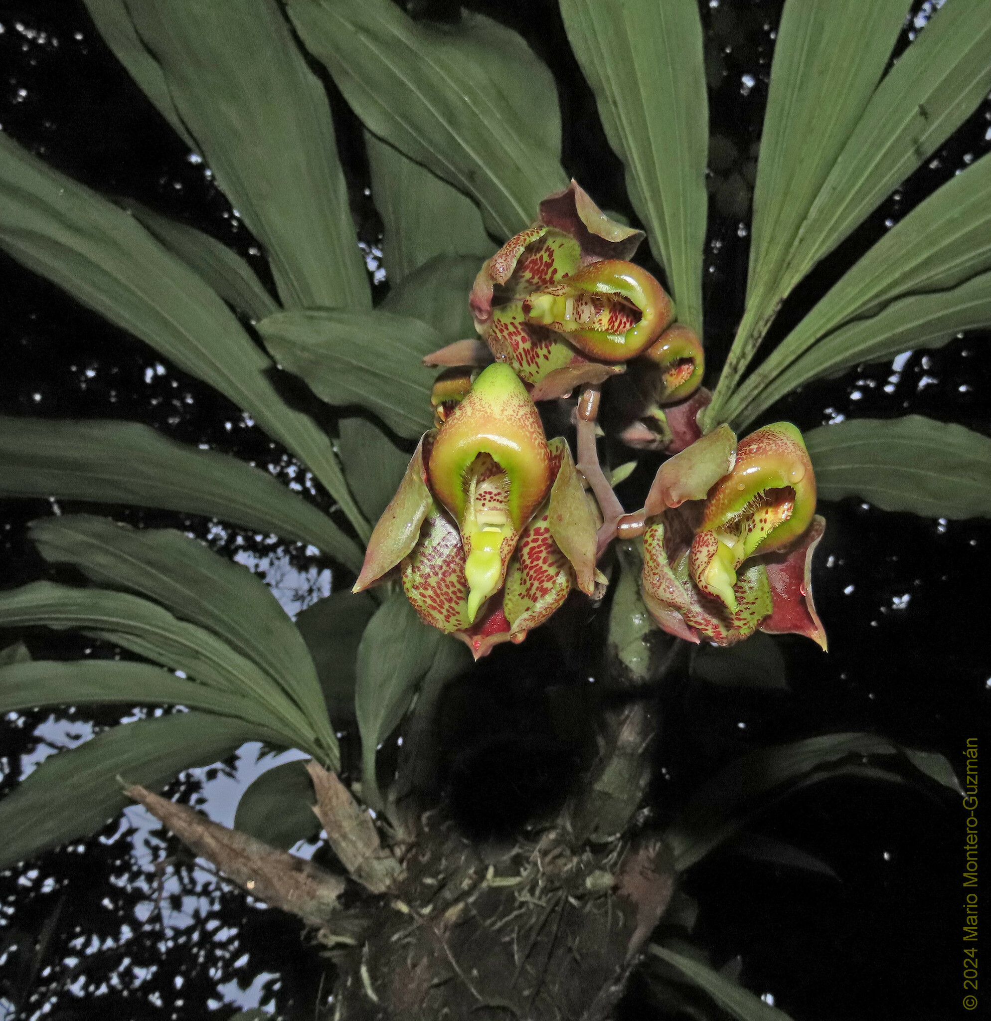 Imagem de Orquídea-cara-de-macaco