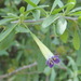 Cape Honey-Thorn - Photo (c) Ann, some rights reserved (CC BY-NC), uploaded by Ann