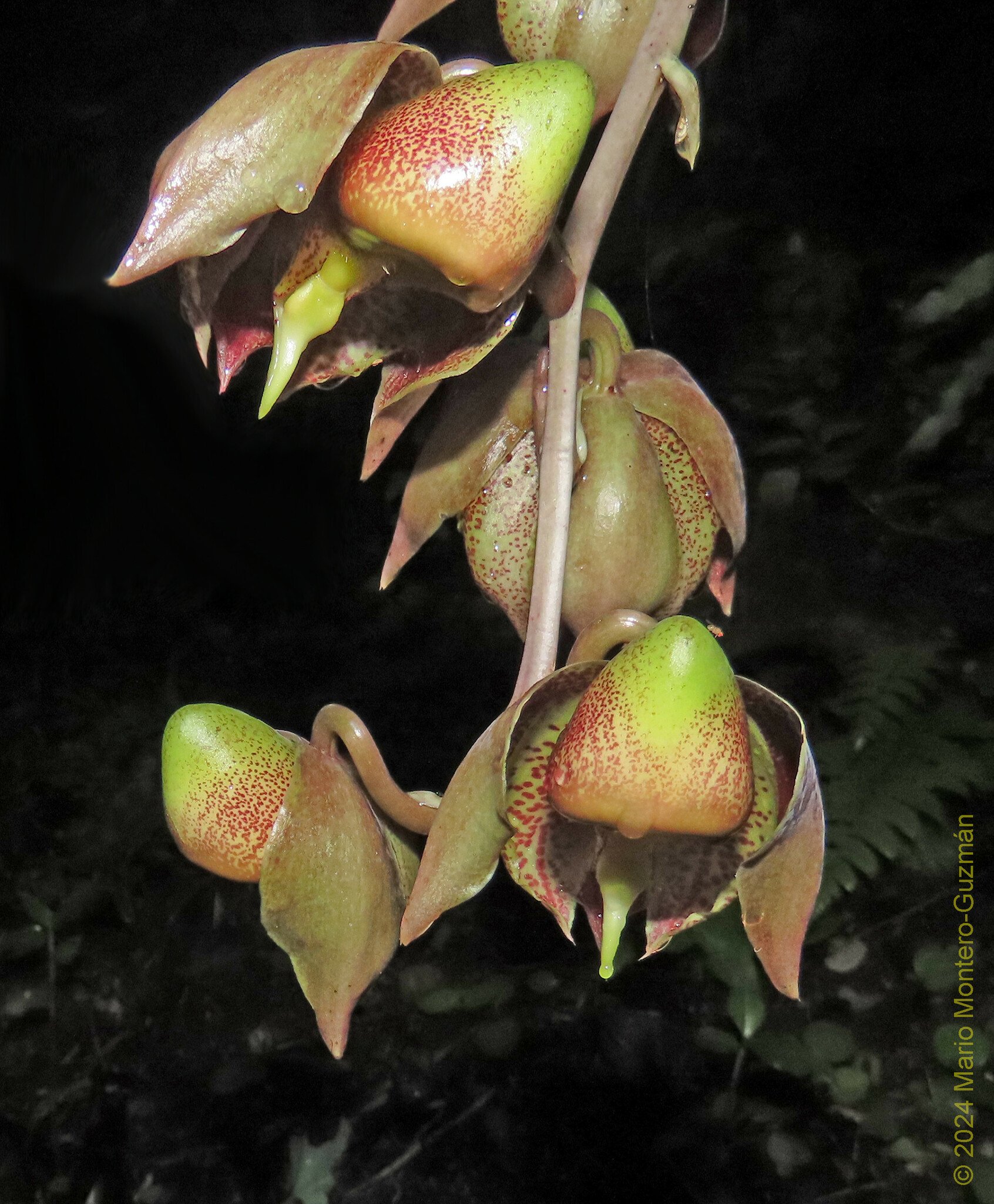 Imagem de Orquídea-cara-de-macaco