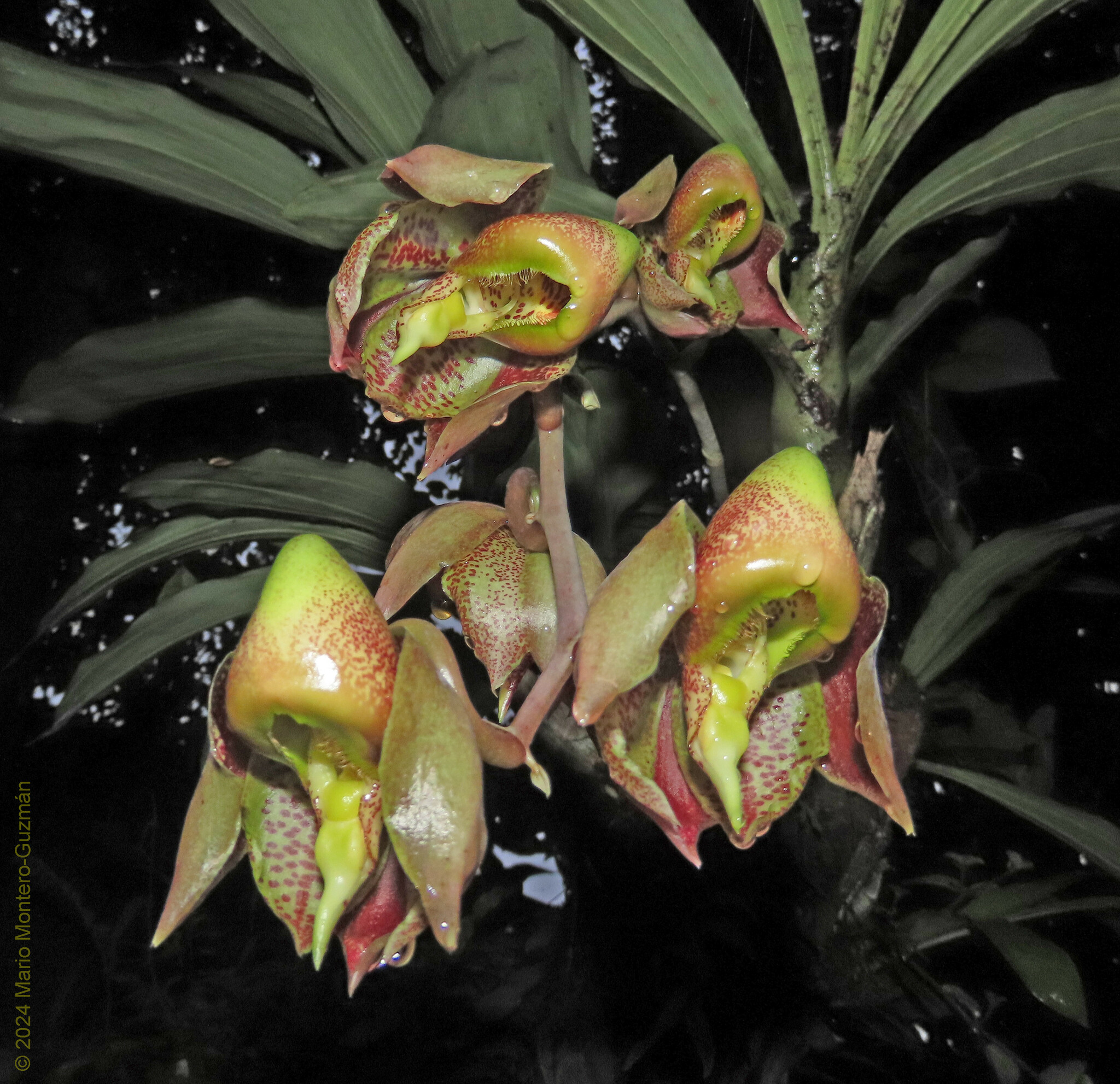 Imagem de Orquídea-cara-de-macaco