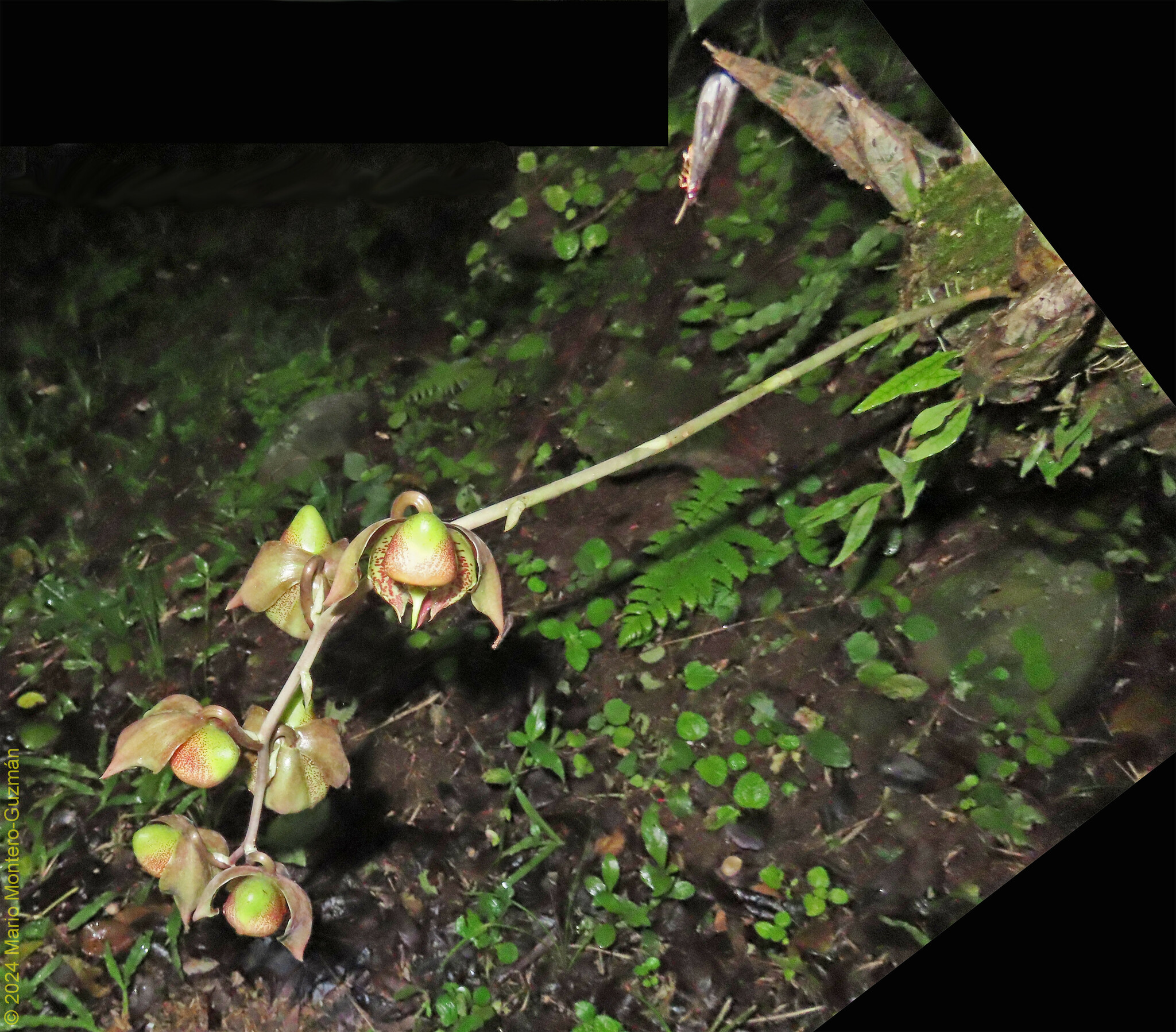 Imagem de Orquídea-cara-de-macaco
