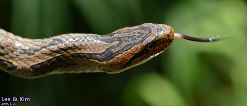Frog-eating Rat Snake