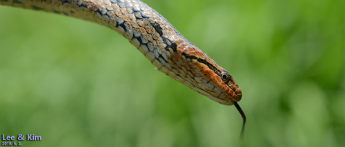 Frog-eating Rat Snake