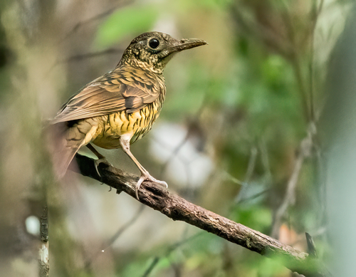 Sri Lanka Thrush (Zoothera imbricata), photo 3