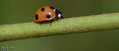 Coccinella septempunctata