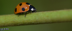 Coccinella septempunctata