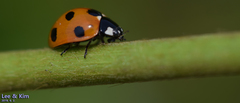 Coccinella septempunctata