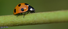 Coccinella septempunctata