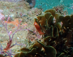 Cochleoceps orientalis