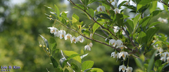 Styrax