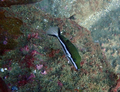 Canthigaster callisterna