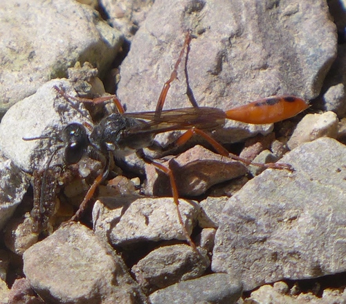 Ammophila femurrubra photo 2