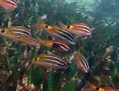 Parupeneus barberinoides