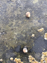 Littorina littorea