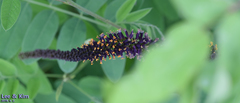 Amorpha fruticosa