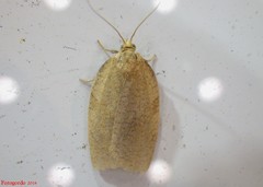 Aphelia alleniana