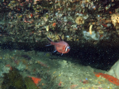 Trachichthys australis