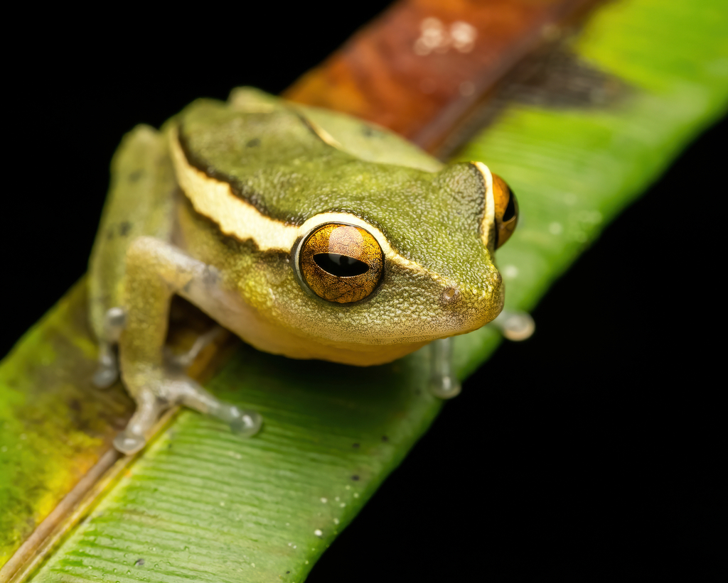 Side-Striped Shrub Frog
