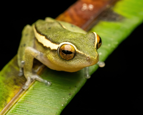Side-striped Shrub Frog