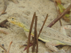 Holbrookia propinqua