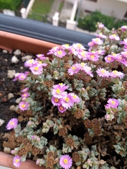 Lampranthus blandus