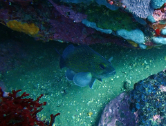 Acanthistius ocellatus