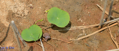 Nelumbo nucifera