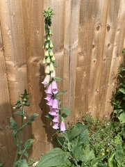 Digitalis purpurea