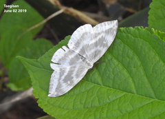 Cyclidia substigmaria