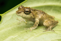 Sri Lanka Short-Horned Shrub-Frog photo 1