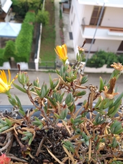 Lampranthus aureus