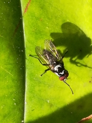 Anthomyia