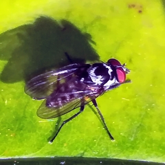 Anthomyia