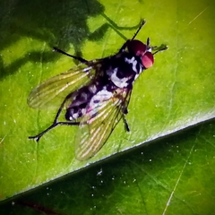 Anthomyia