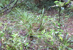 Carex lambertiana