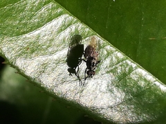 Anthomyia