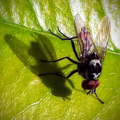 Anthomyia