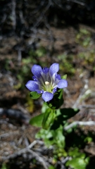 Gentiana affinis ovata