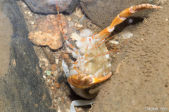 Glypturus