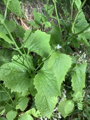 Alliaria petiolata