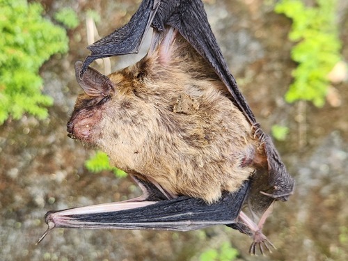 Mouse-like Serotine