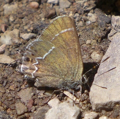 Callophrys spinetorum