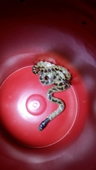 Lampropeltis splendida