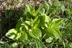 Veratrum viride