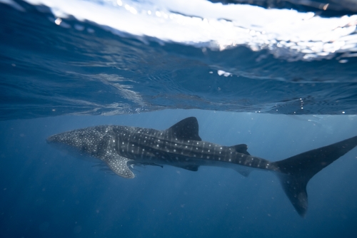 Whale Shark