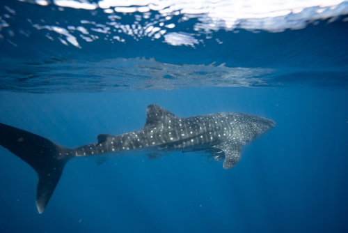 Whale Shark