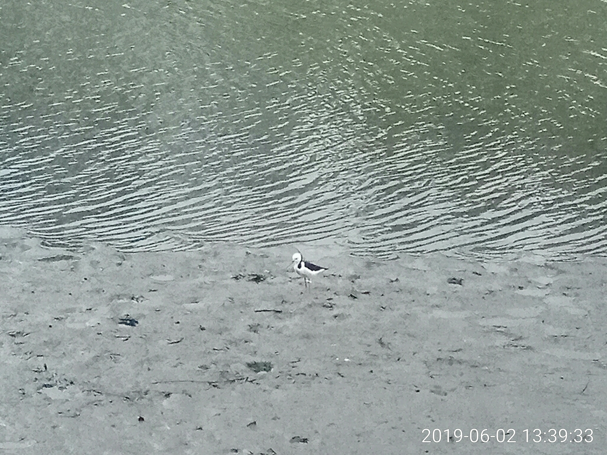 Pied Stilt