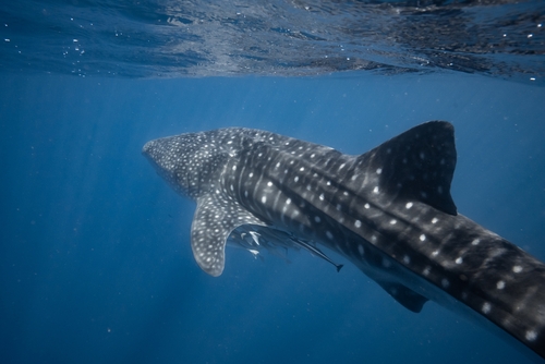 Whale Shark