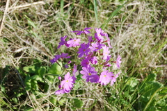 Primula cortusoides