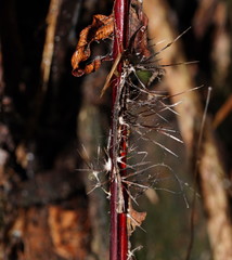Xylaria filiformis